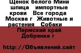 Щенок белого Мини шпица , импортные крови - Все города, Москва г. Животные и растения » Собаки   . Пермский край,Добрянка г.
